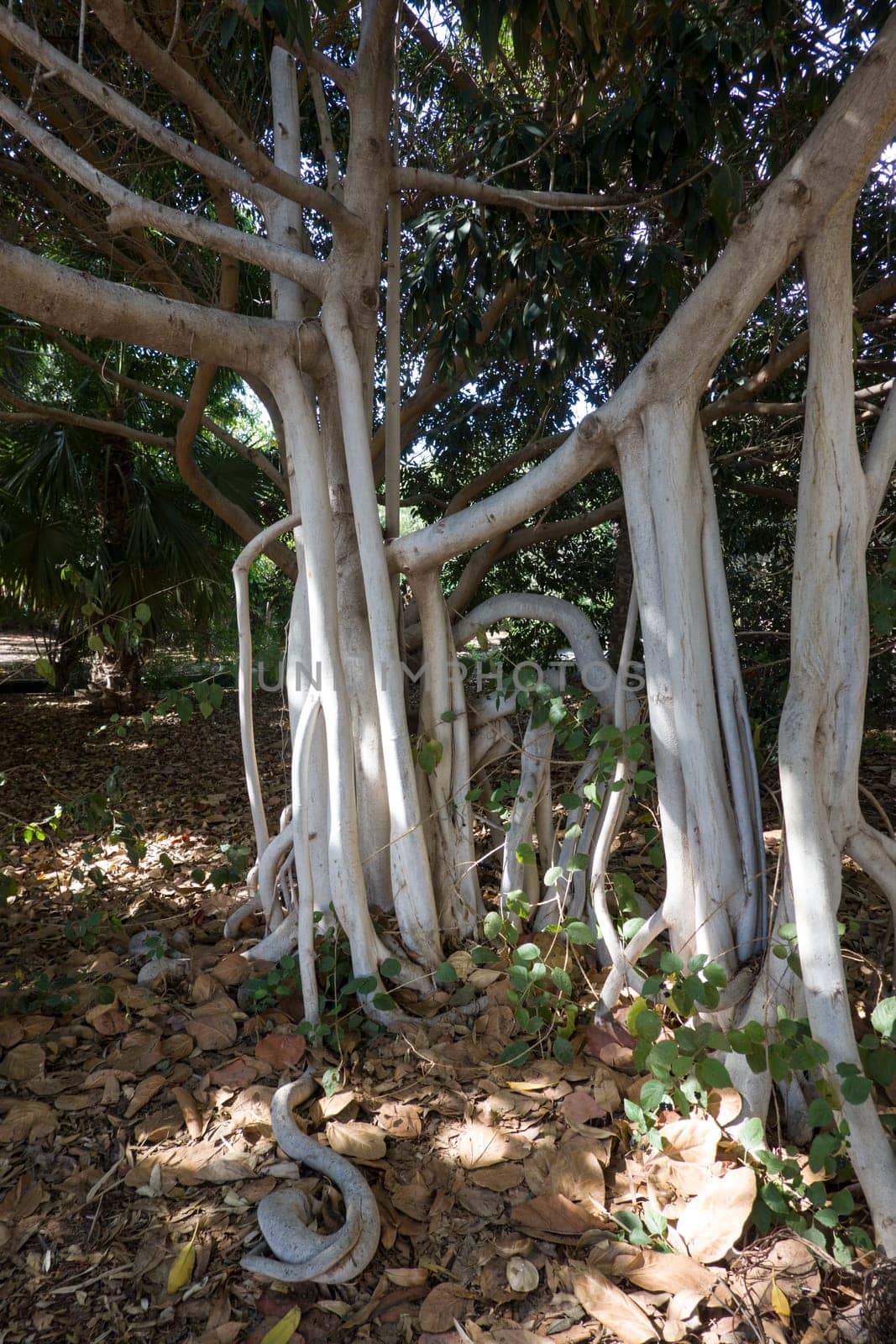 Feigenbaum (Ficus magnoliifolia) im Botanischen Garten, Maspalomas, Gran Canaria, Spanien