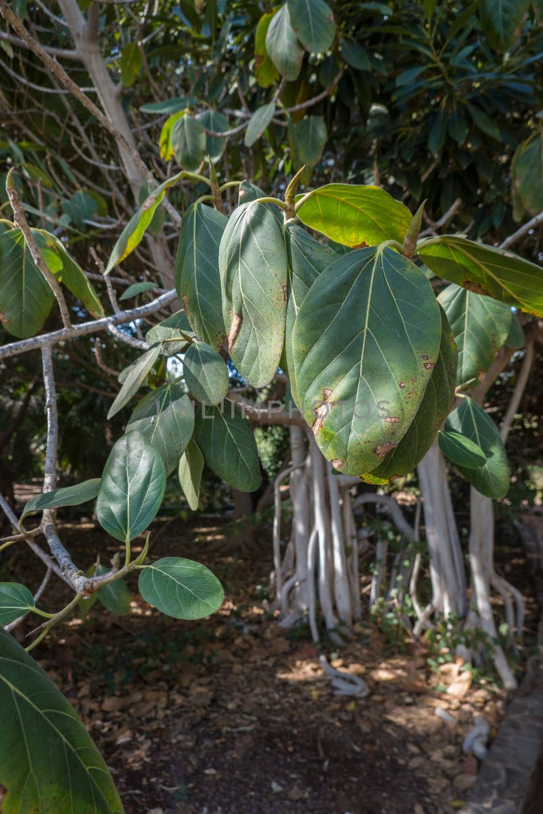 Feigenbaum (Ficus magnoliifolia) im Botanischen Garten, Maspalomas, Gran Canaria, Spanien
