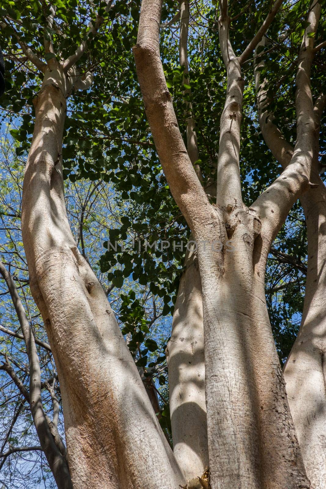 Pappel-Feige (Ficus religiosa) im botanischen Garten, Maspalomas, Gran Canaria, Spanien