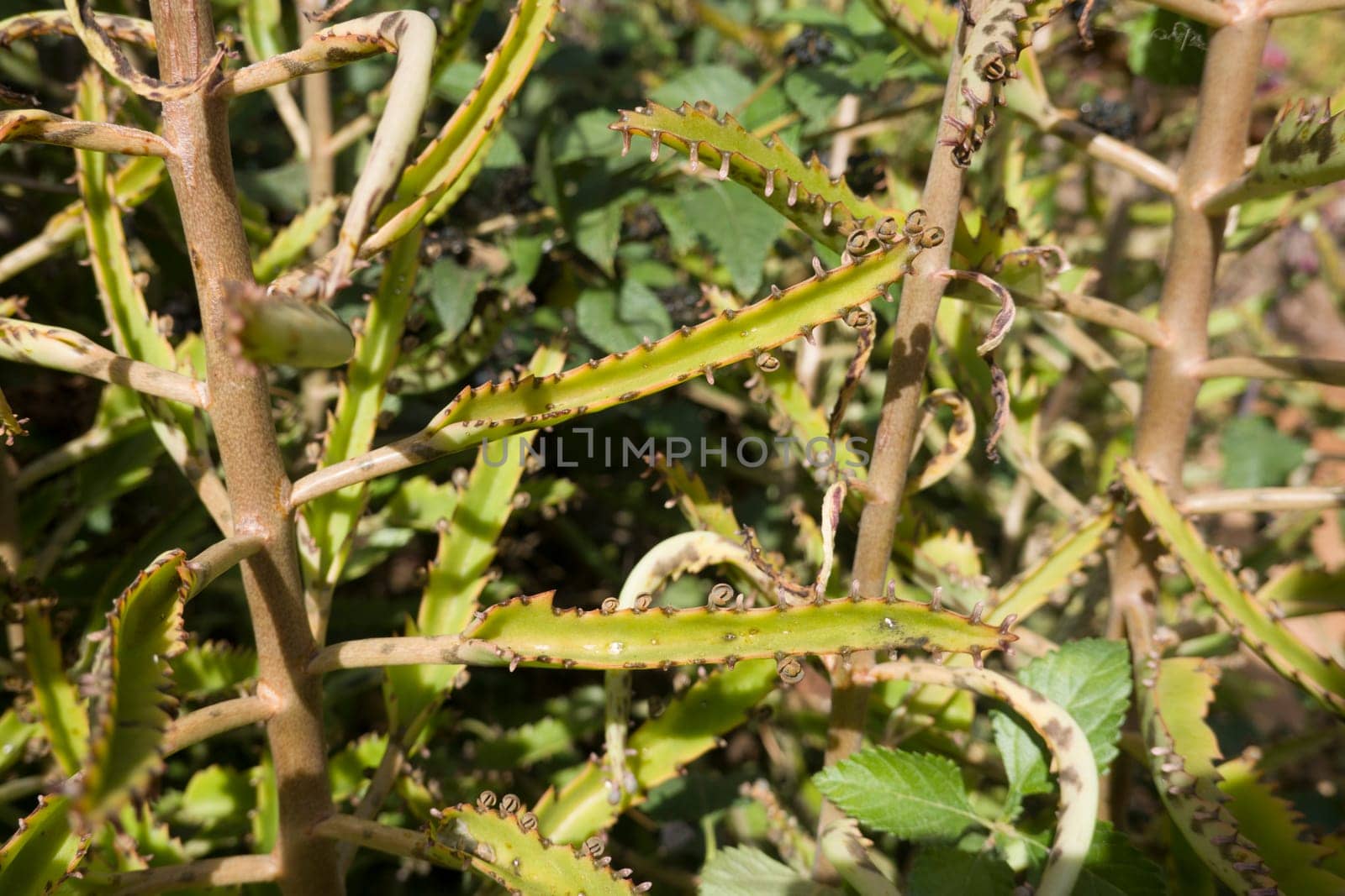 Kalanchoe daigremontiana im botanischen Garten, Maspalomas, Gran Canaria, Spanien
