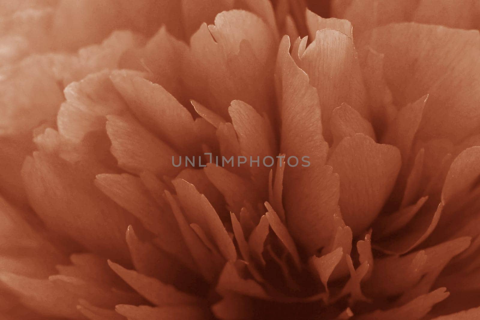 Close-up of the petals of a rose in Peach Fuzz
