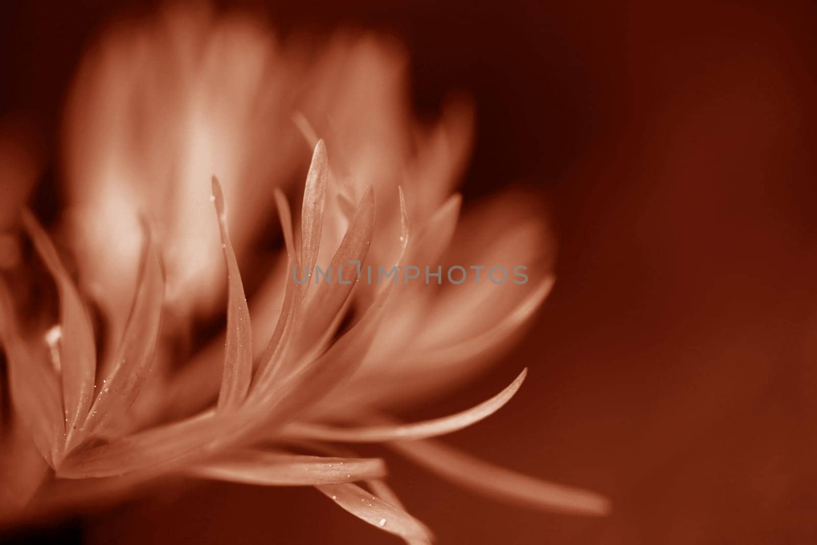 Close-up of the petals of a cornflower in Peach Fuzz