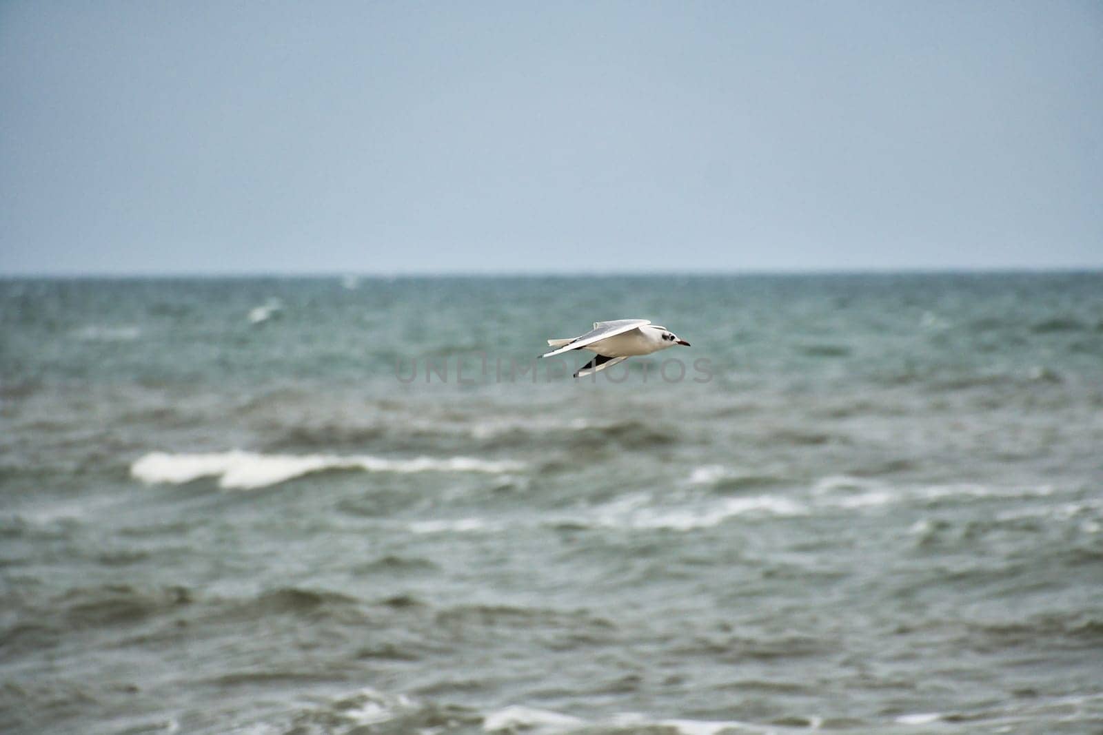 Seagull flies over the Baltic Sea on the coast in front of the beach. Animal photo of a bird.