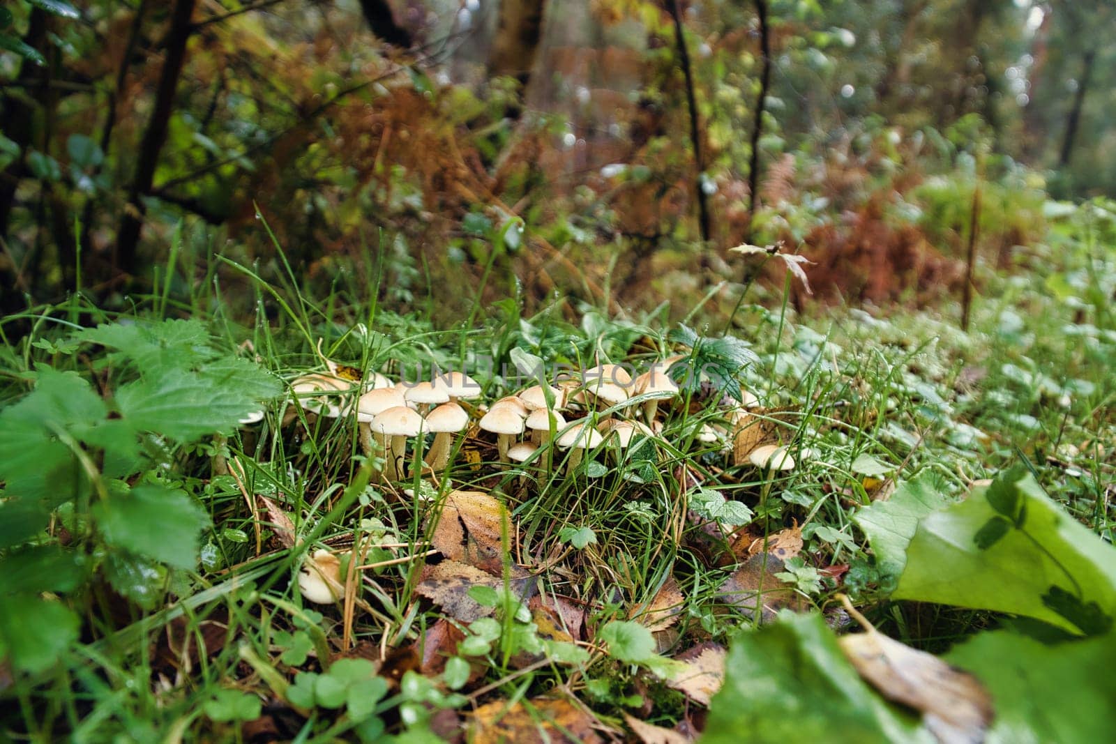 A group of mushrooms in the forest on the forest floor. Moss, pine needles on the ground. Autumn day looking for mushrooms. Macro shot from nature