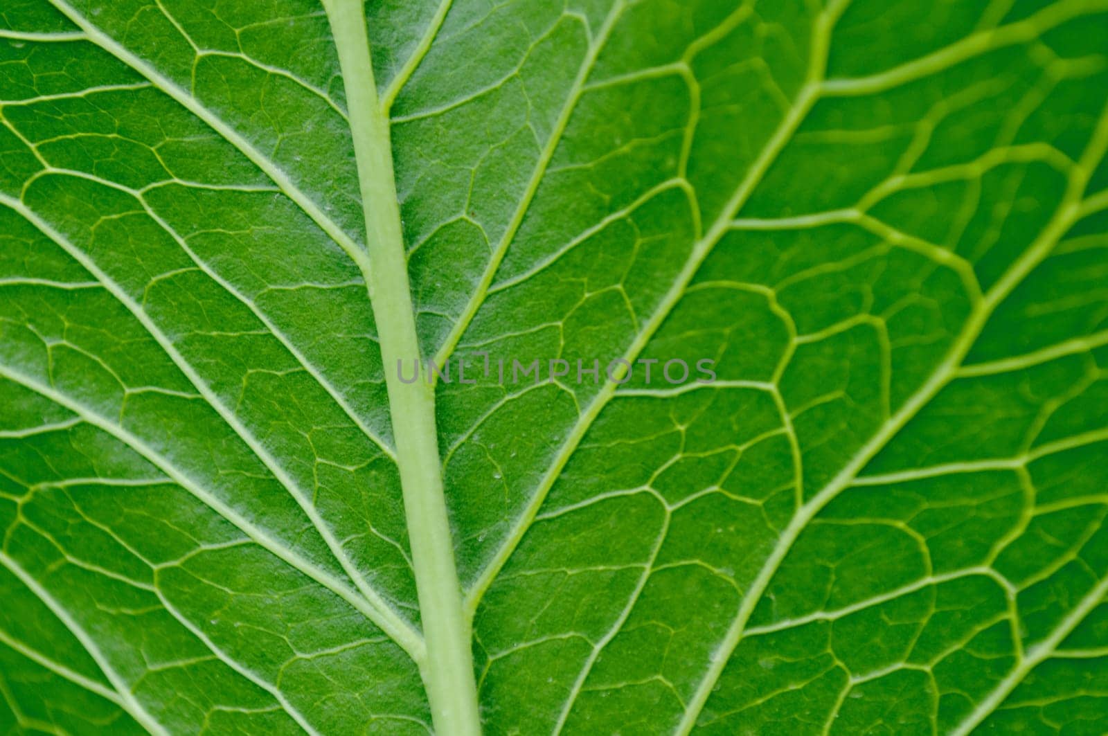 Macro texture of a green tree leaf close-up. Texture or background
