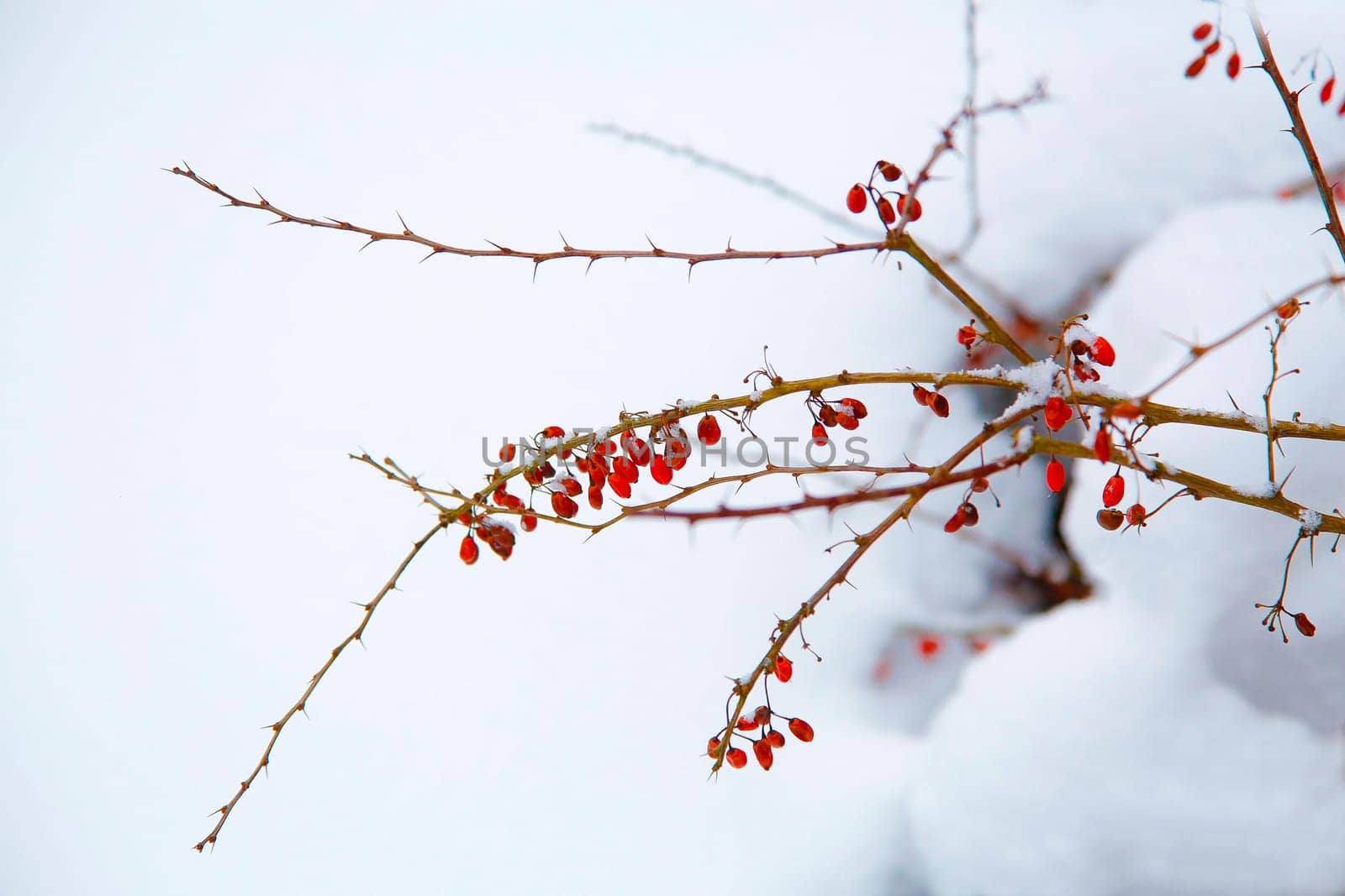 In the winter garden, a barberry branch with red berries on a snowy background