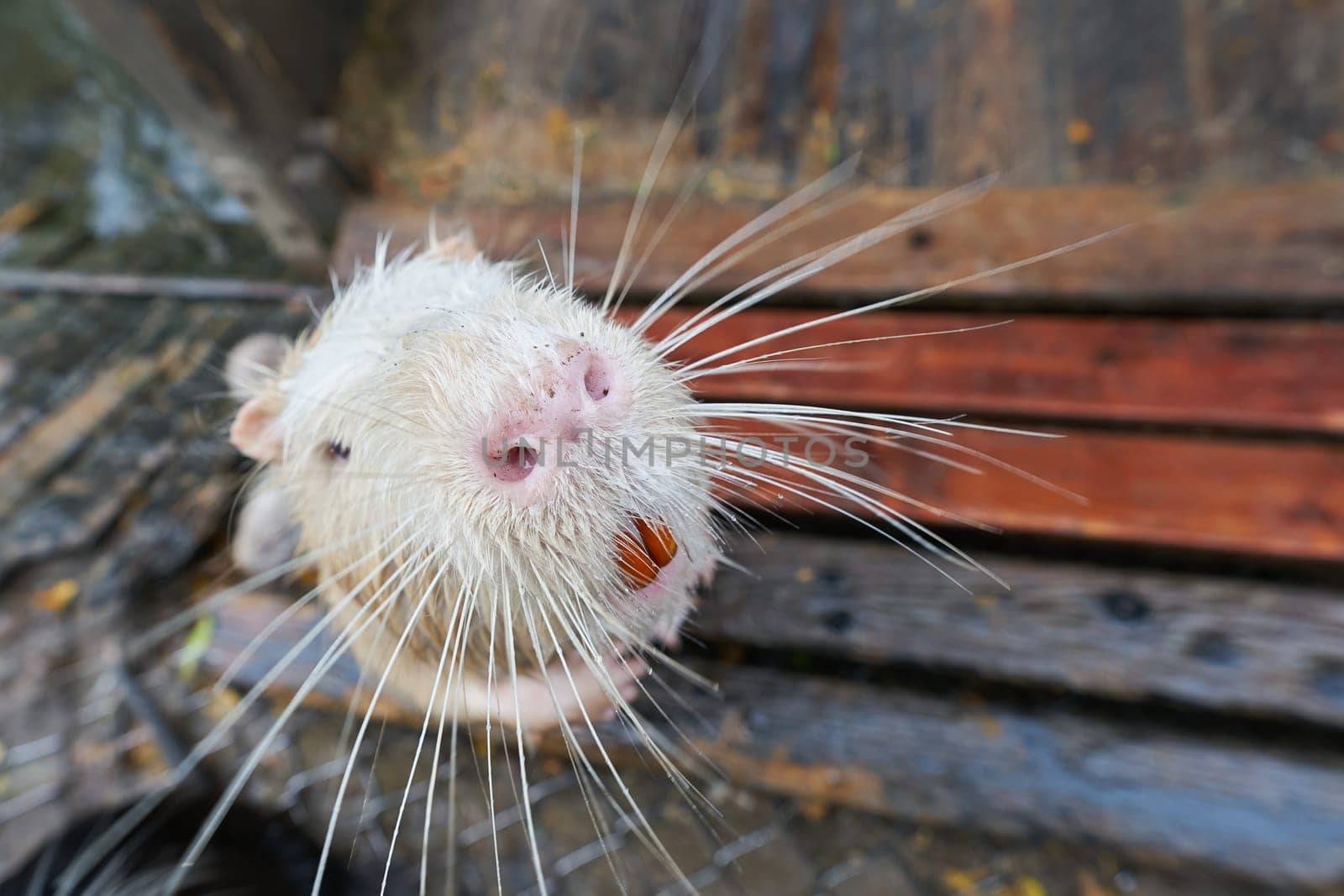 Close-up of an albino nutria, Myocastor coypus in a public park in Germany