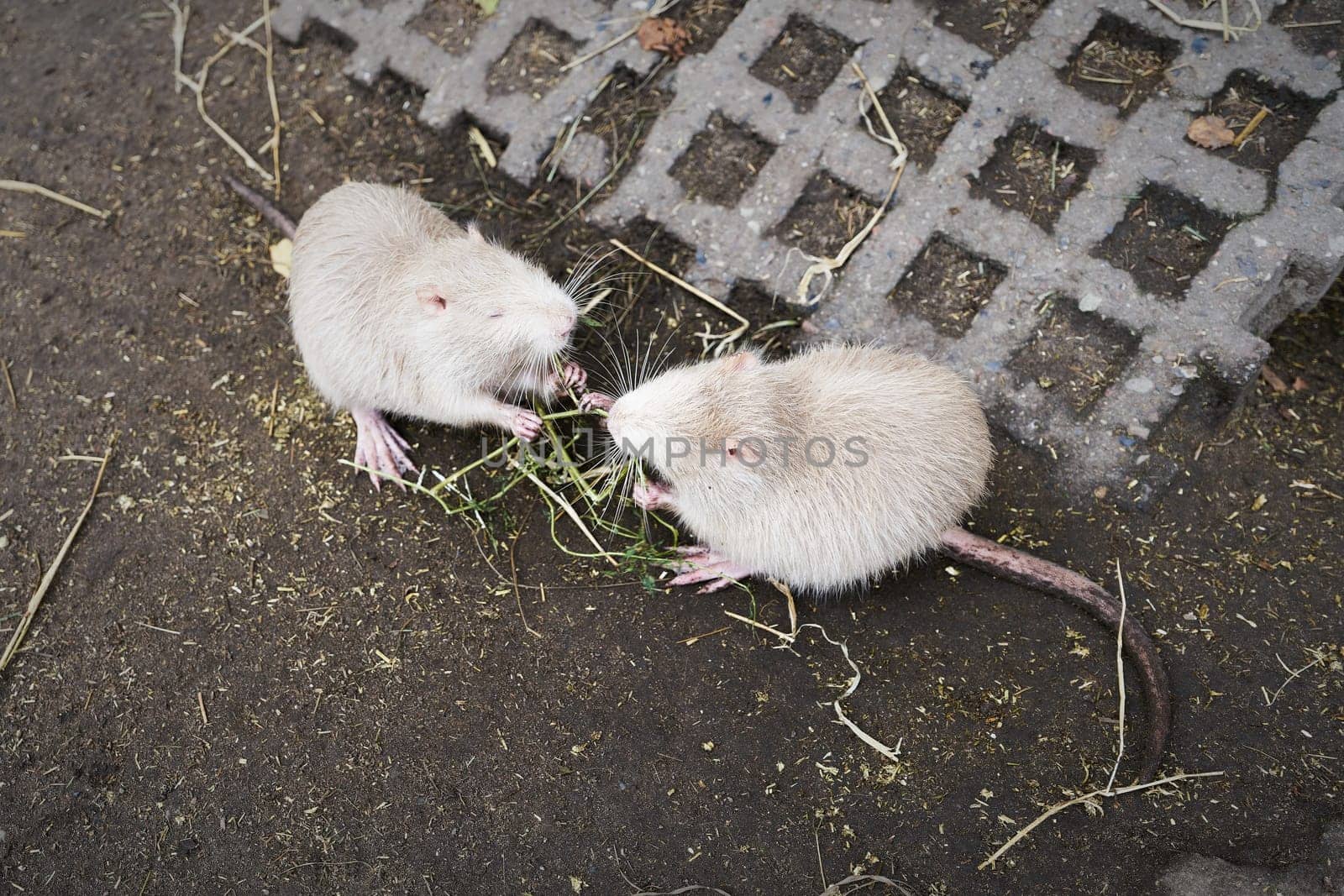 Two albino nutria fed by walkers in a park in Germany
