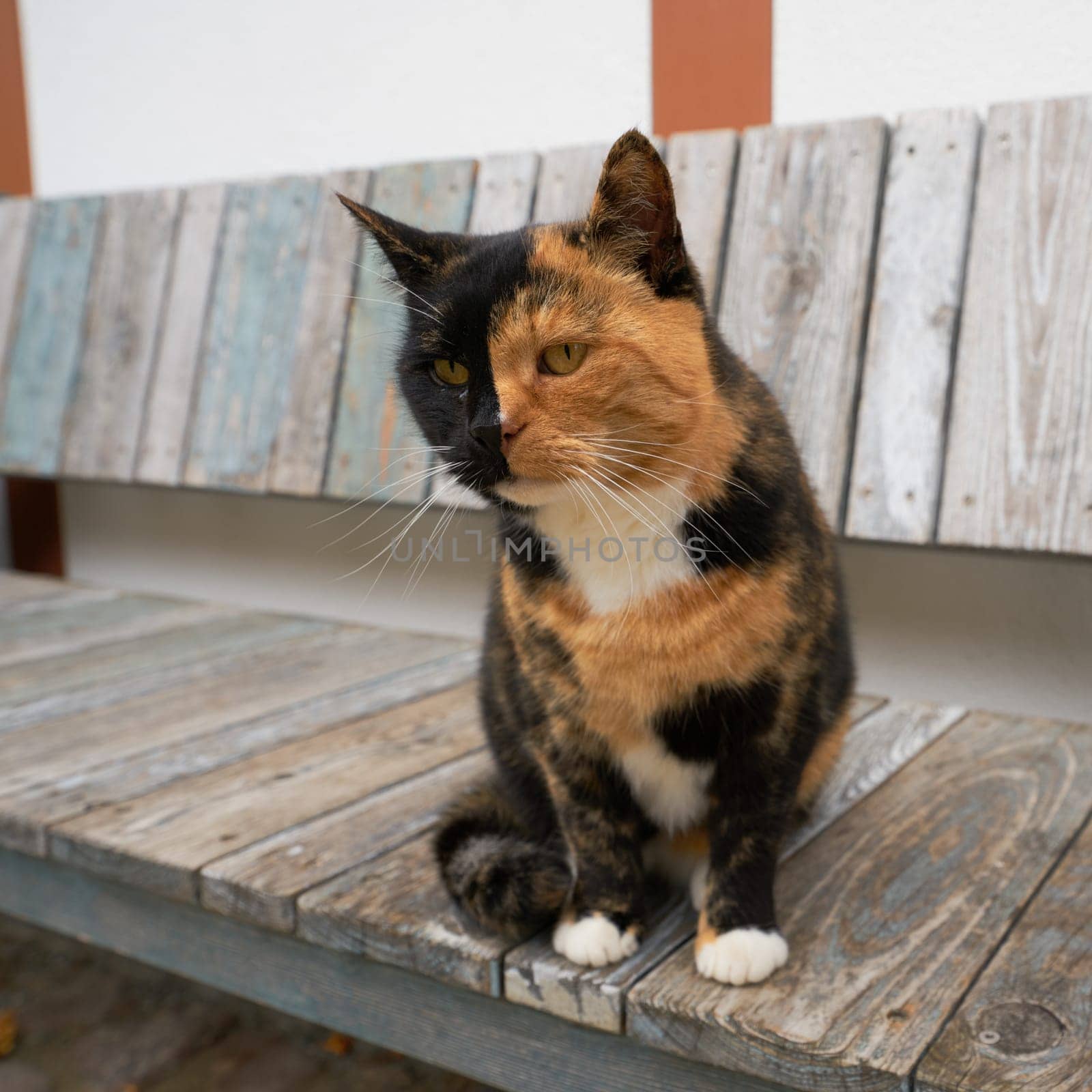 curious brown and black spotted cat on a bench