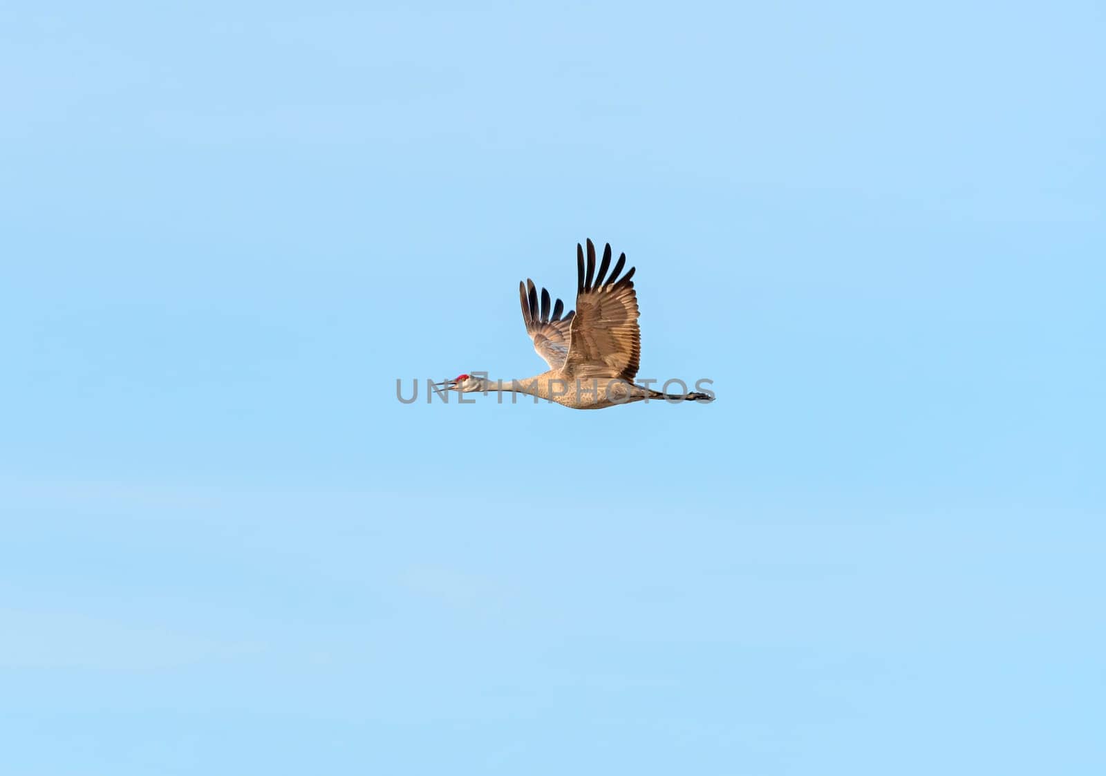 Sand Hill Crane Calling While in Flight Near Kearny, Nebraska