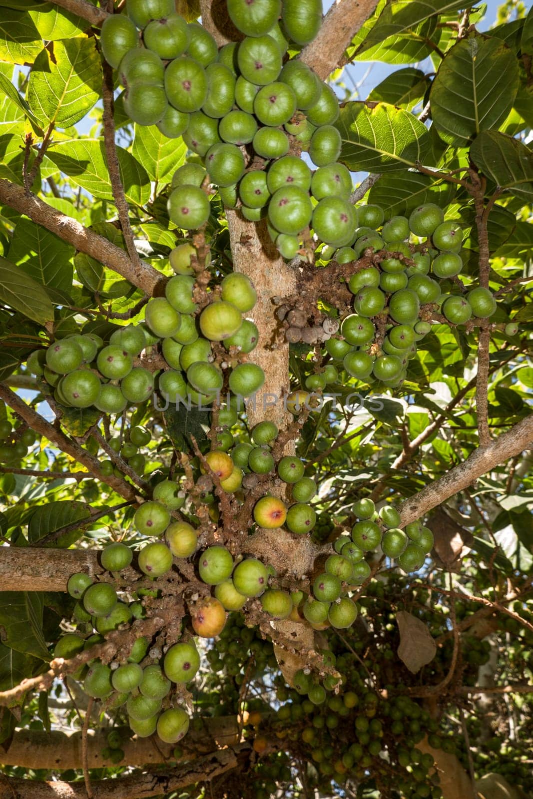 Feigenbaum (Ficus racemosa) mit Früchten im botanischen Garten, Maspalomas, Gran Canaria, Spanien