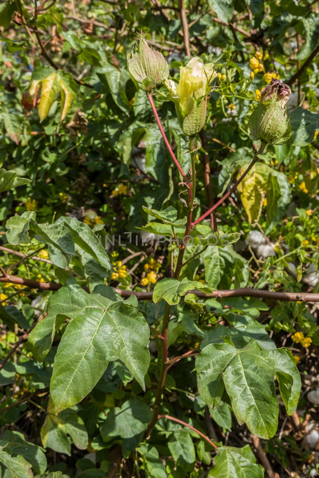Baumwollpflanze (Gossypium spec.), Baumwolle im botanischen Garten, Maspalomas, Gran Canaria, Spanien