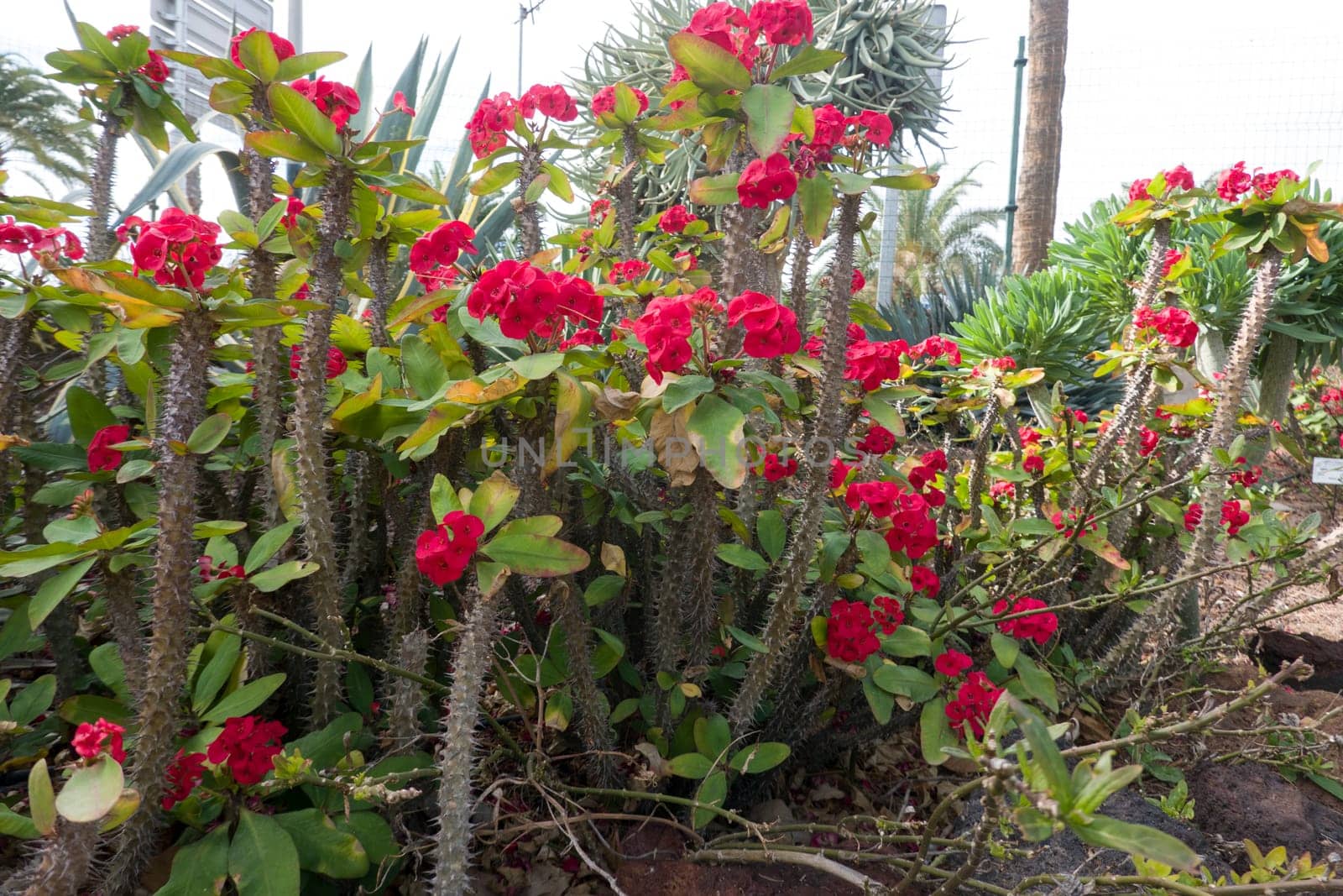 Christusdorn (Euphorbia milii) - blühende Pflanze im botanischen Garten, Maspalomas, Gran Canaria, Spanien
