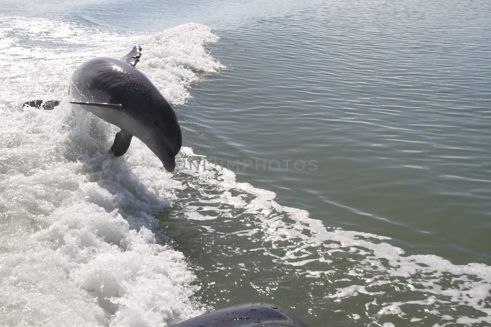 Dolphins swimming and playing in the ocean water in Florida.