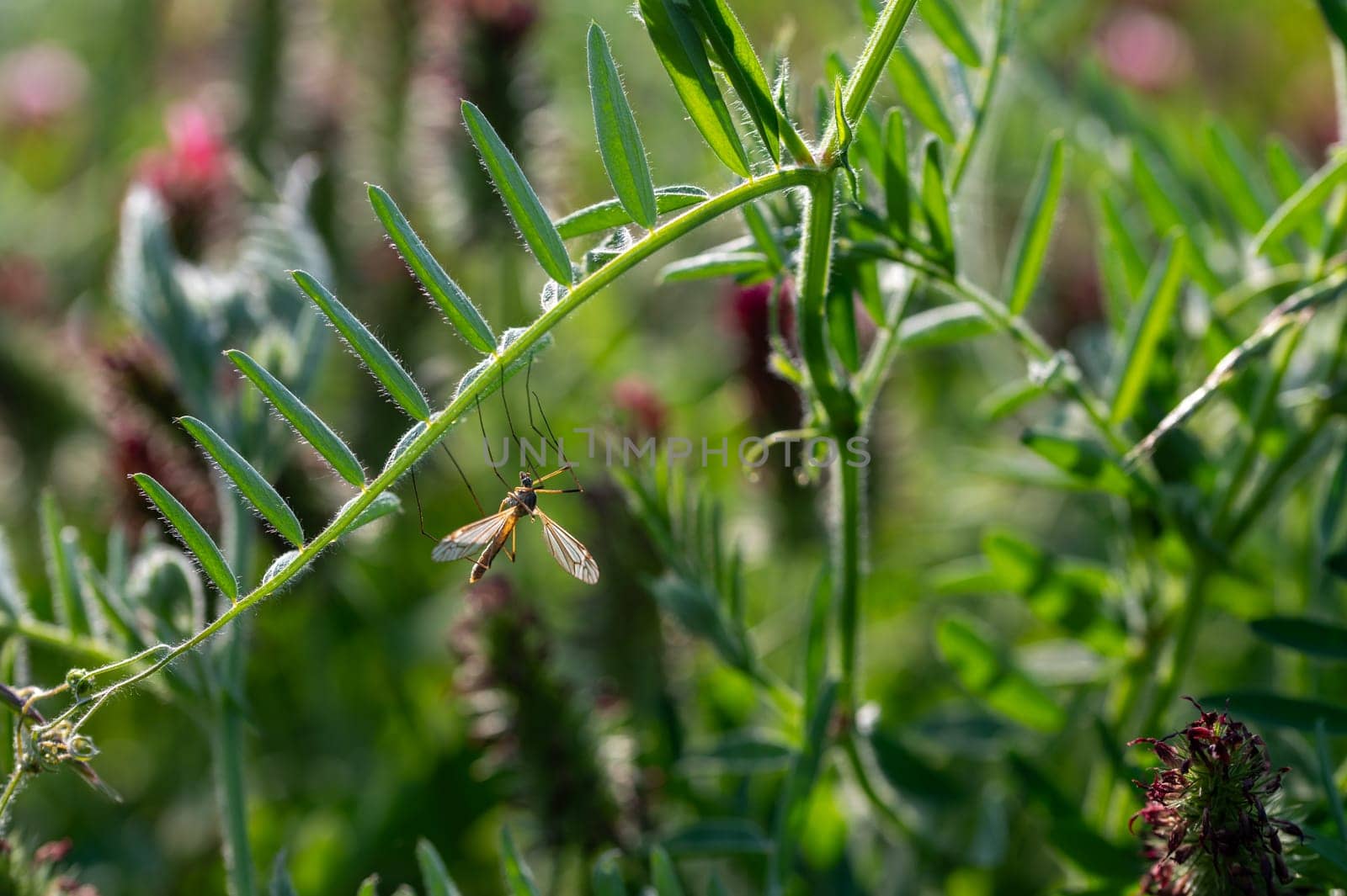 Big cranefly in the green nature on a plant