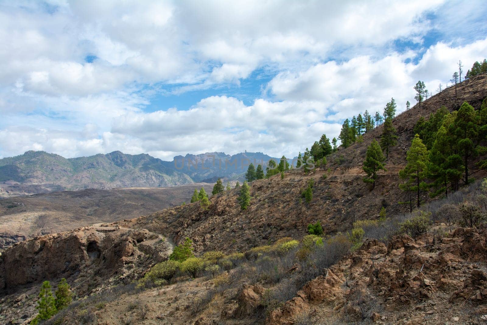 Canarian pine ( Pinus canariensis ) on a mountain on the island of Gran Canaria in Spain