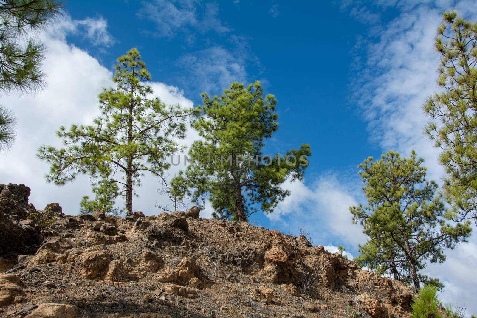 Canarian pine ( Pinus canariensis ) on a mountain on the island of Gran Canaria in Spain, with blue sky and clouds