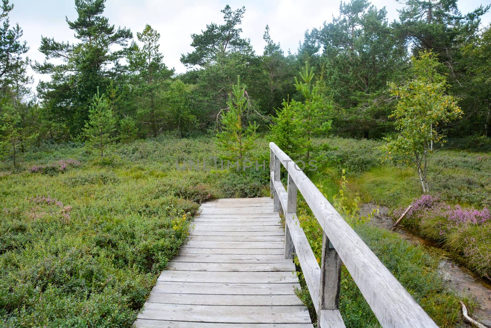 Black moor in the Rhoen, Bavaria, Germany, in autumn with a new moor path