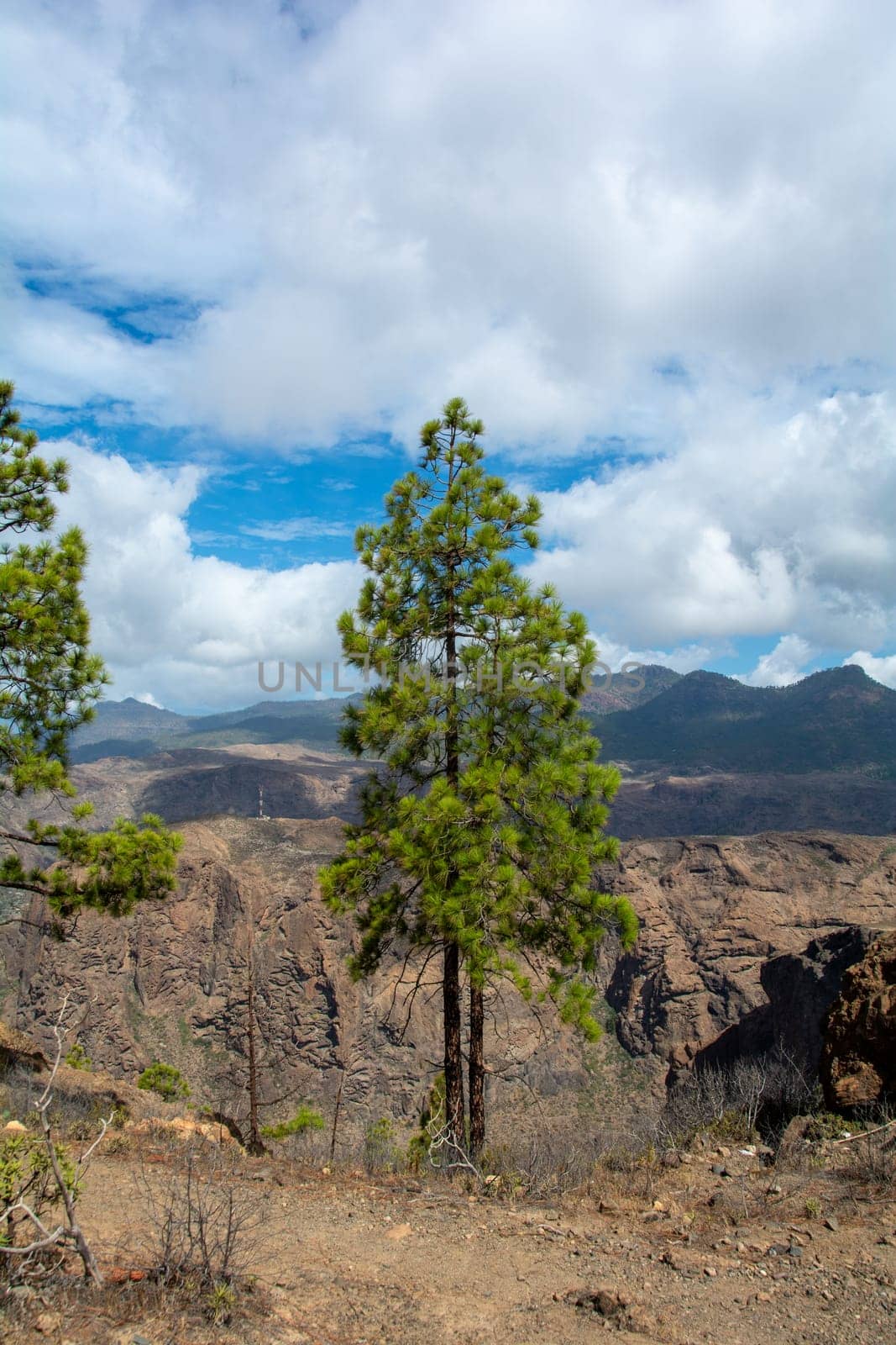 Canarian pine ( Pinus canariensis ) on a mountain on the island of Gran Canaria in Spain, with blue sky and clouds
