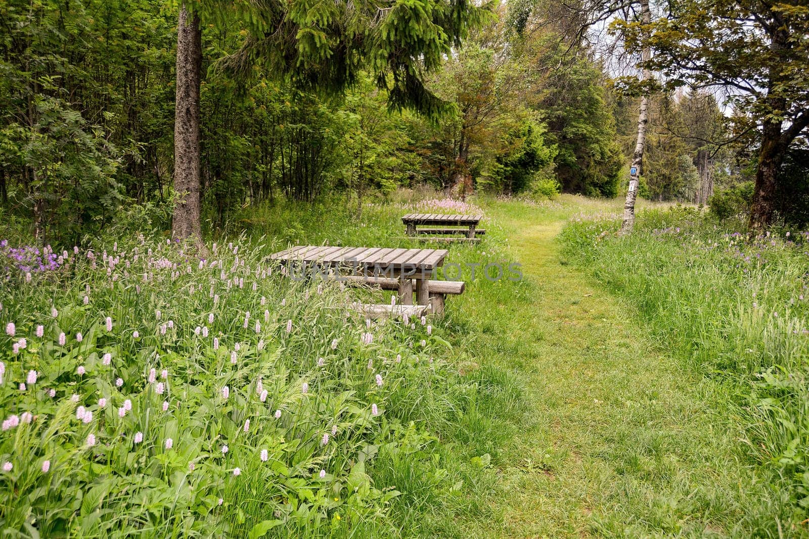 Park bench and table in green nature with trees and flower meadow