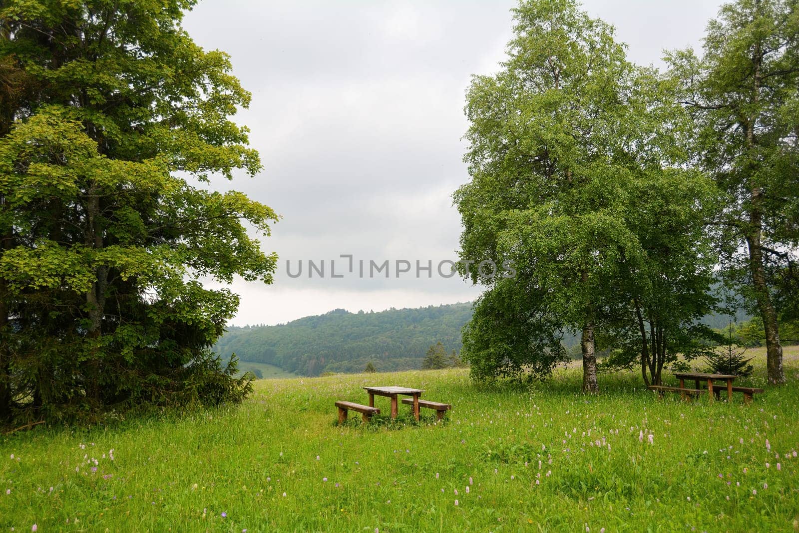 Park bench and table in green nature with trees and flower meadow