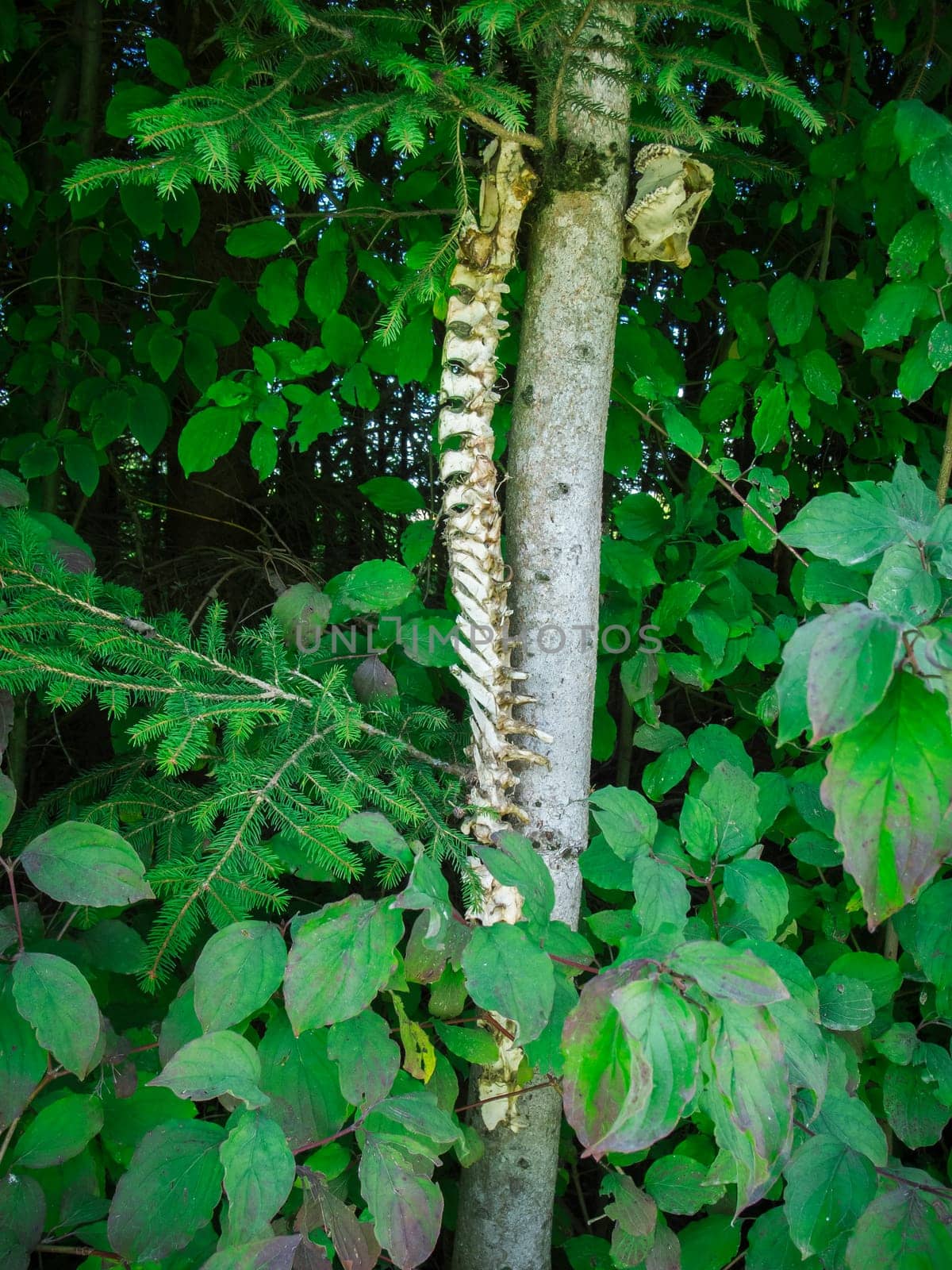 Curious snapshot of spine with skull suspended in tree  of a deer in Bavaria in the summer of 2023.