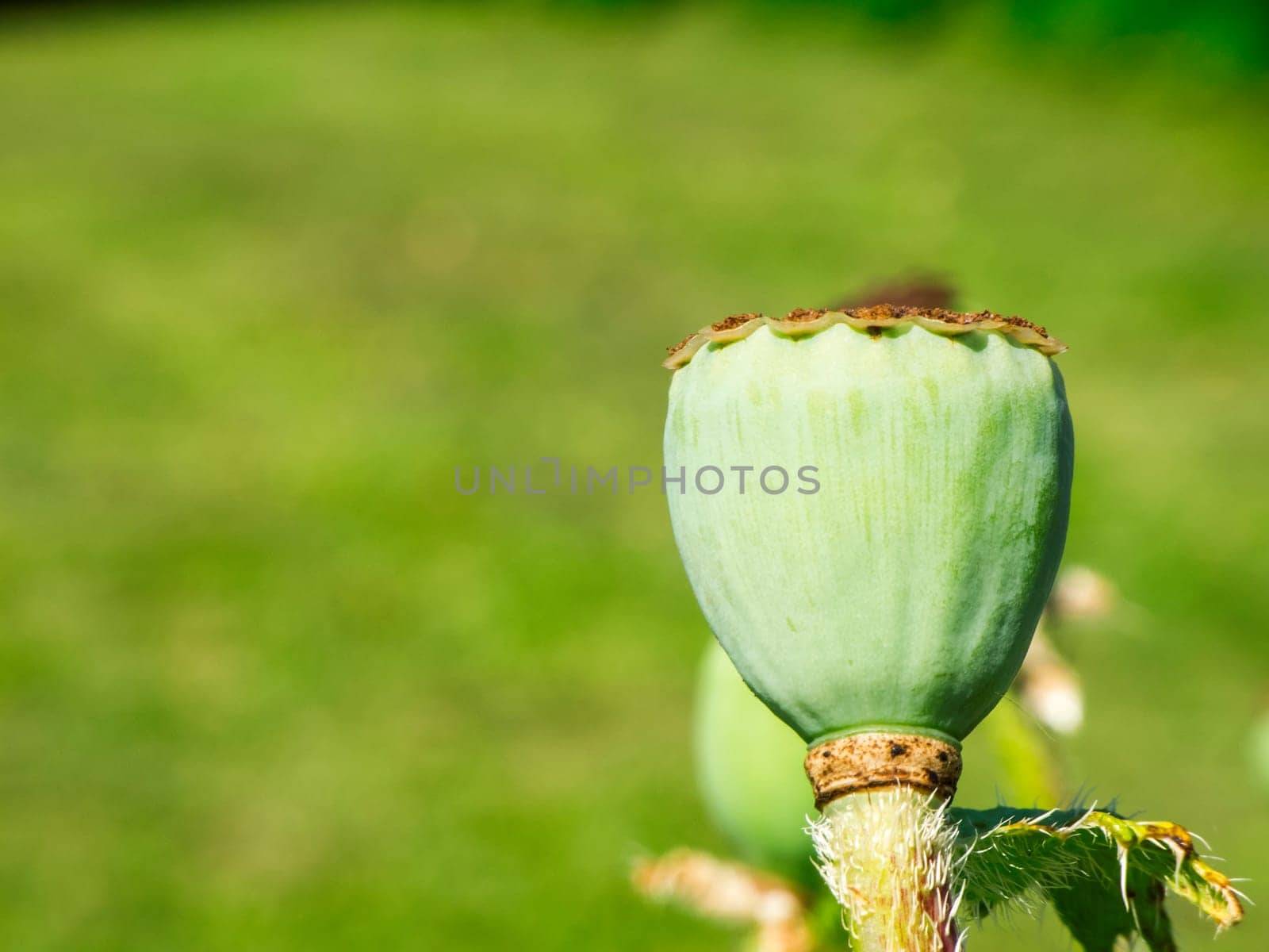 Close-up view of a poppy seed capsule against a green blurred nature background.