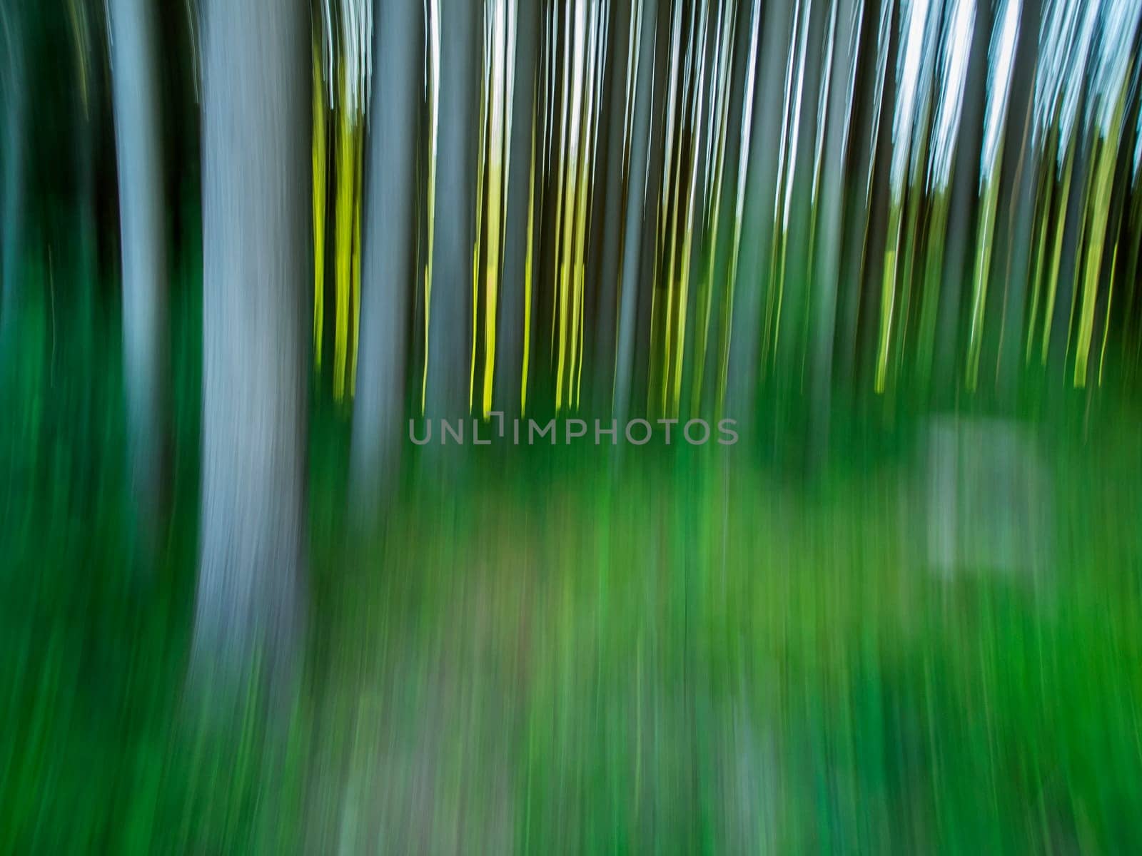 Experimental photography with long exposure and camera movement in the forest.