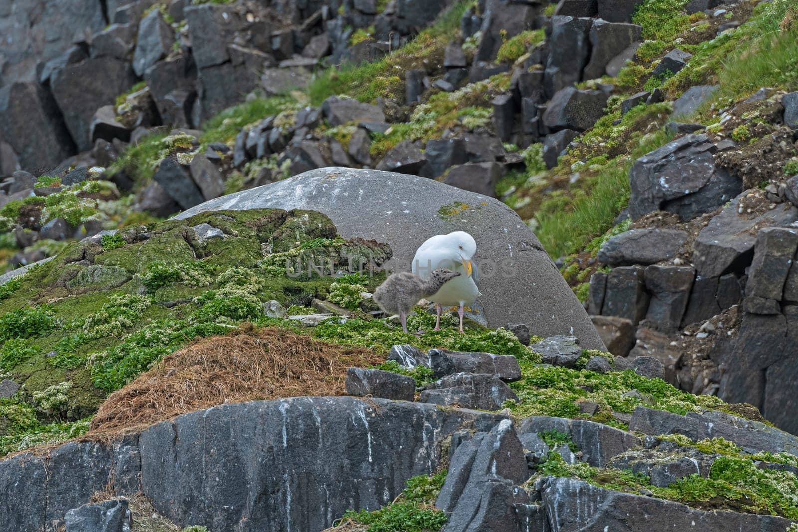 Glaucous Gull With Its Chick on an Island Nest by Alkefjelletof in the Svalbard Islands