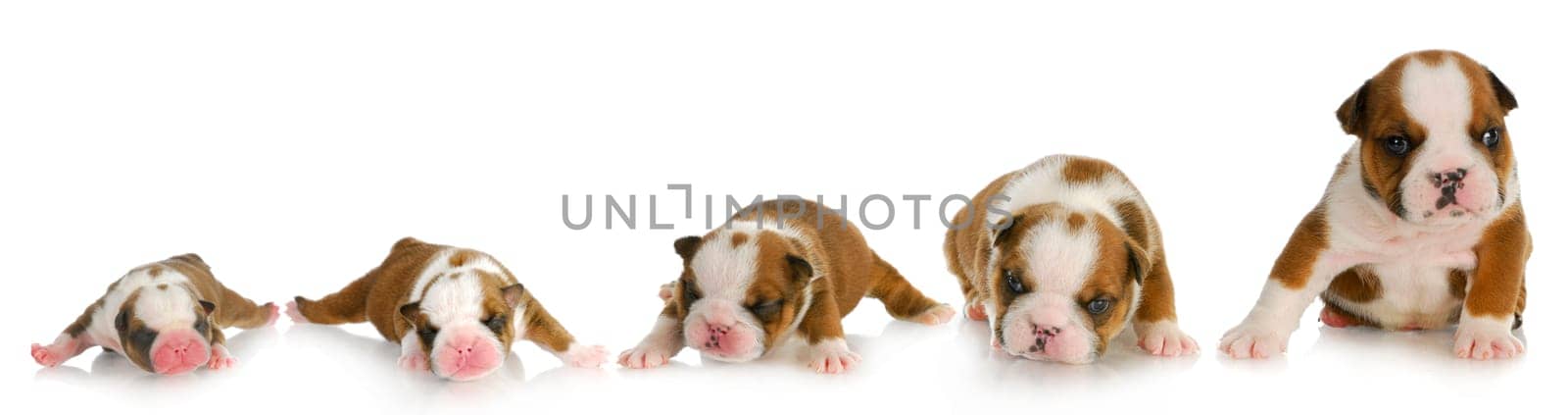 puppy growth - english bulldog puppy at one day, one week, two weeks, three weeks and four weeks of age