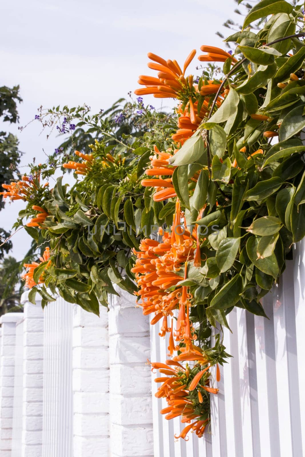 Feuerranke, Feuerbignonie (Pyrostegia venusta), auch Flammenwein oder Korallenwein - blühende Hecke, Maspalomas, Gran Canaria, Spanien