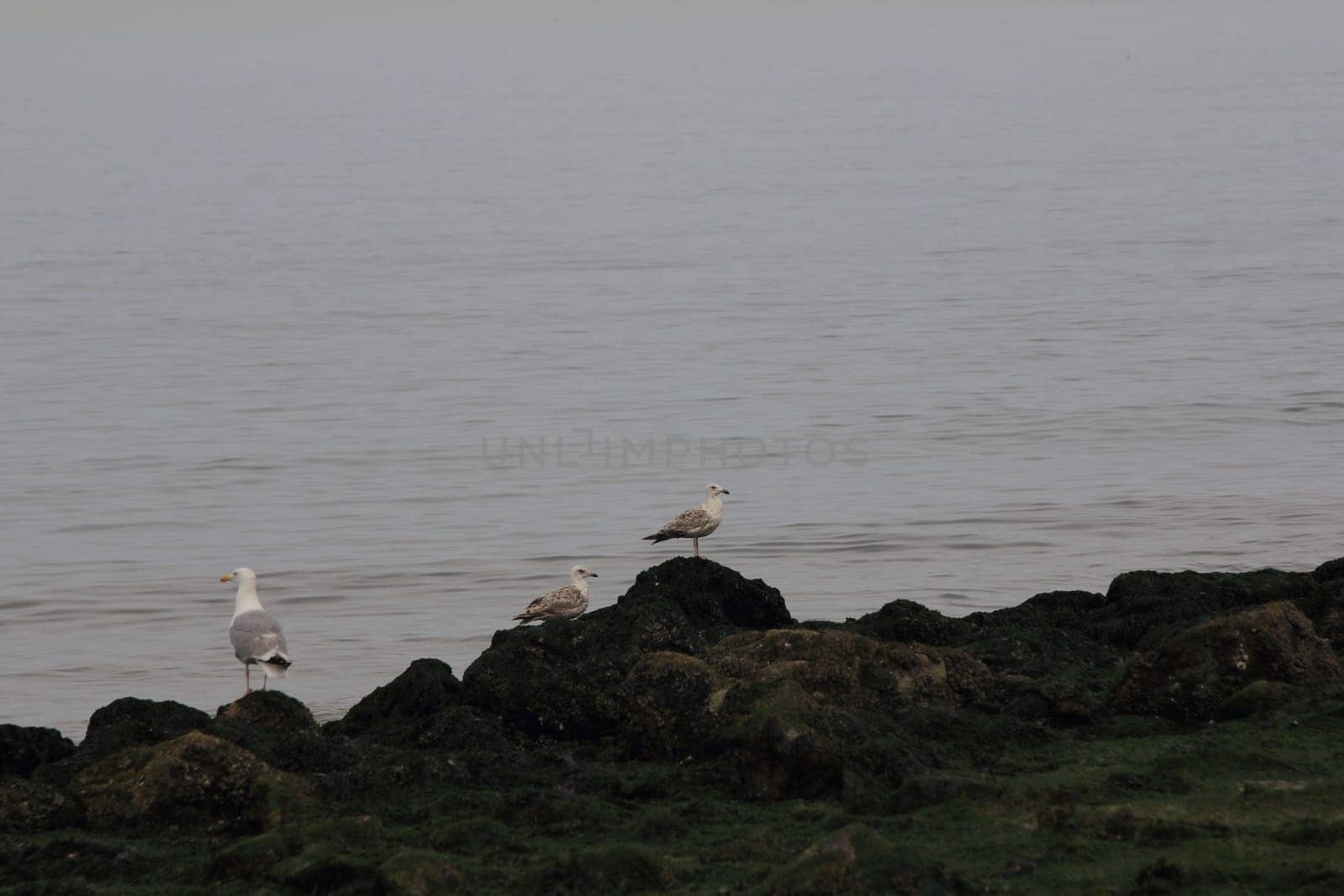 A stone coast with wild seagulls and the ocean in the background
