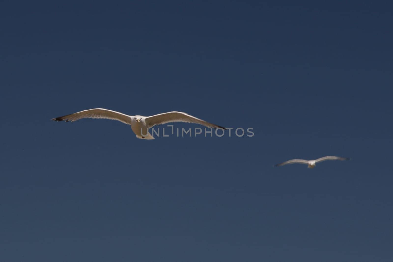 The European herring gull (Larus argentatus) is a large gull. One of the best known of all gulls along the shores of western Europe, it was once abundant.