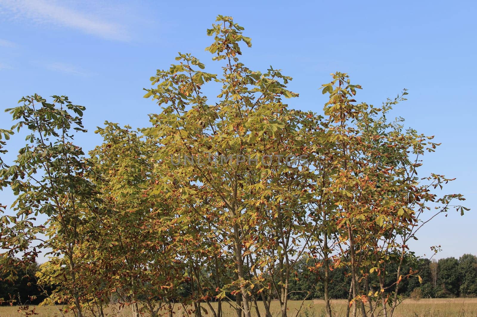 The genus Aesculus, with varieties called buckeye and horse chestnut, comprises 13–19 species of flowering plants in the soapberry and lychee family, Sapindaceae.