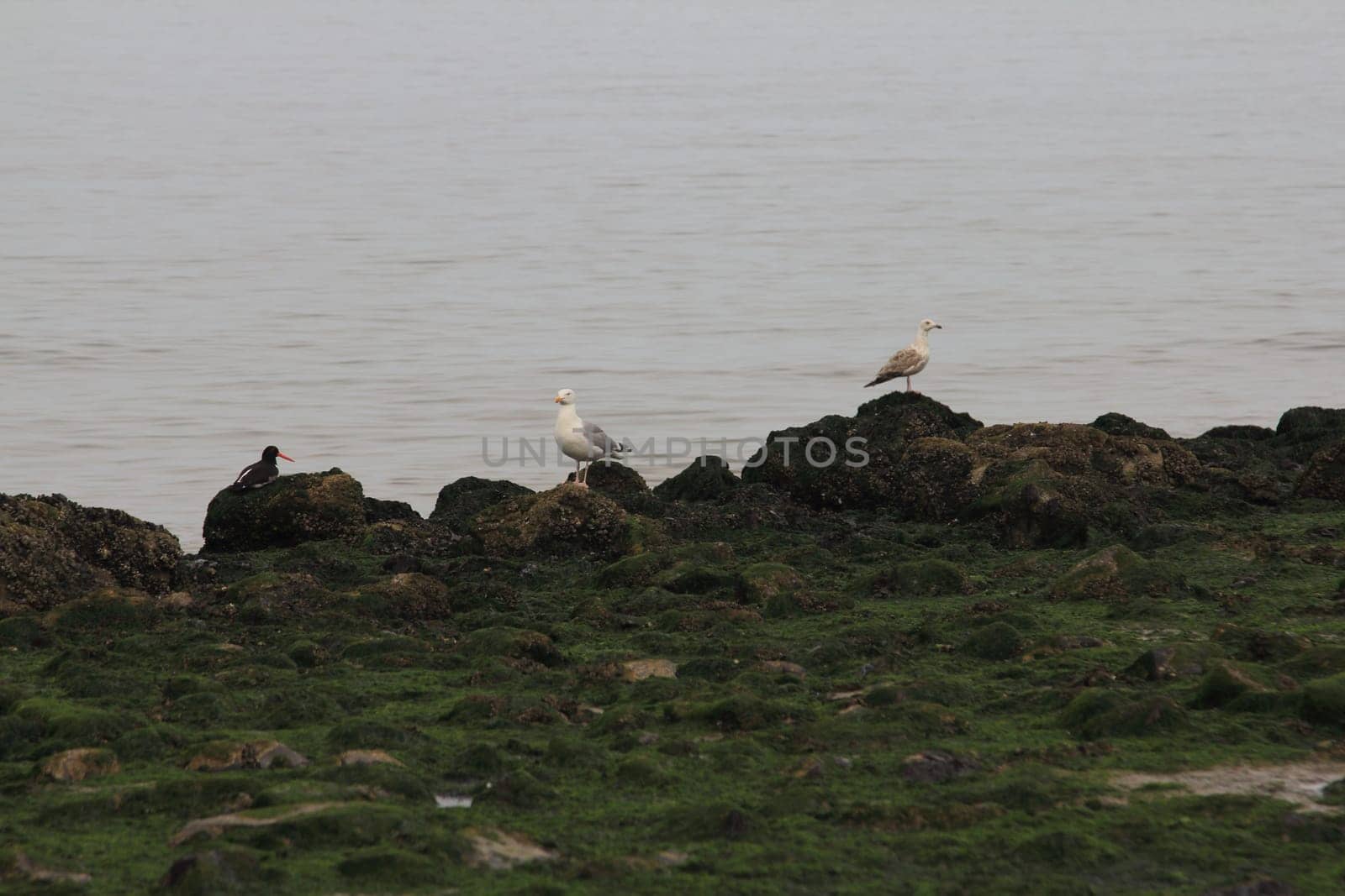 A stone coast with wild seagulls and the ocean in the background
