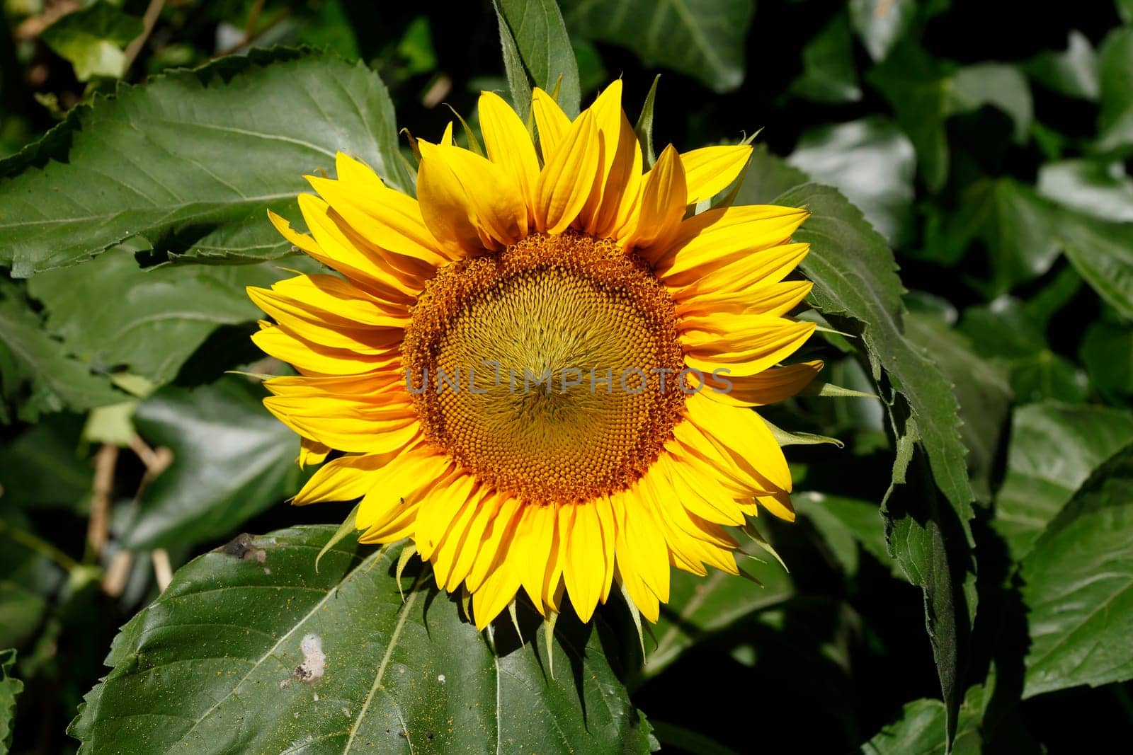 Sunflower, Flower, Blossom, Germany, Europe
