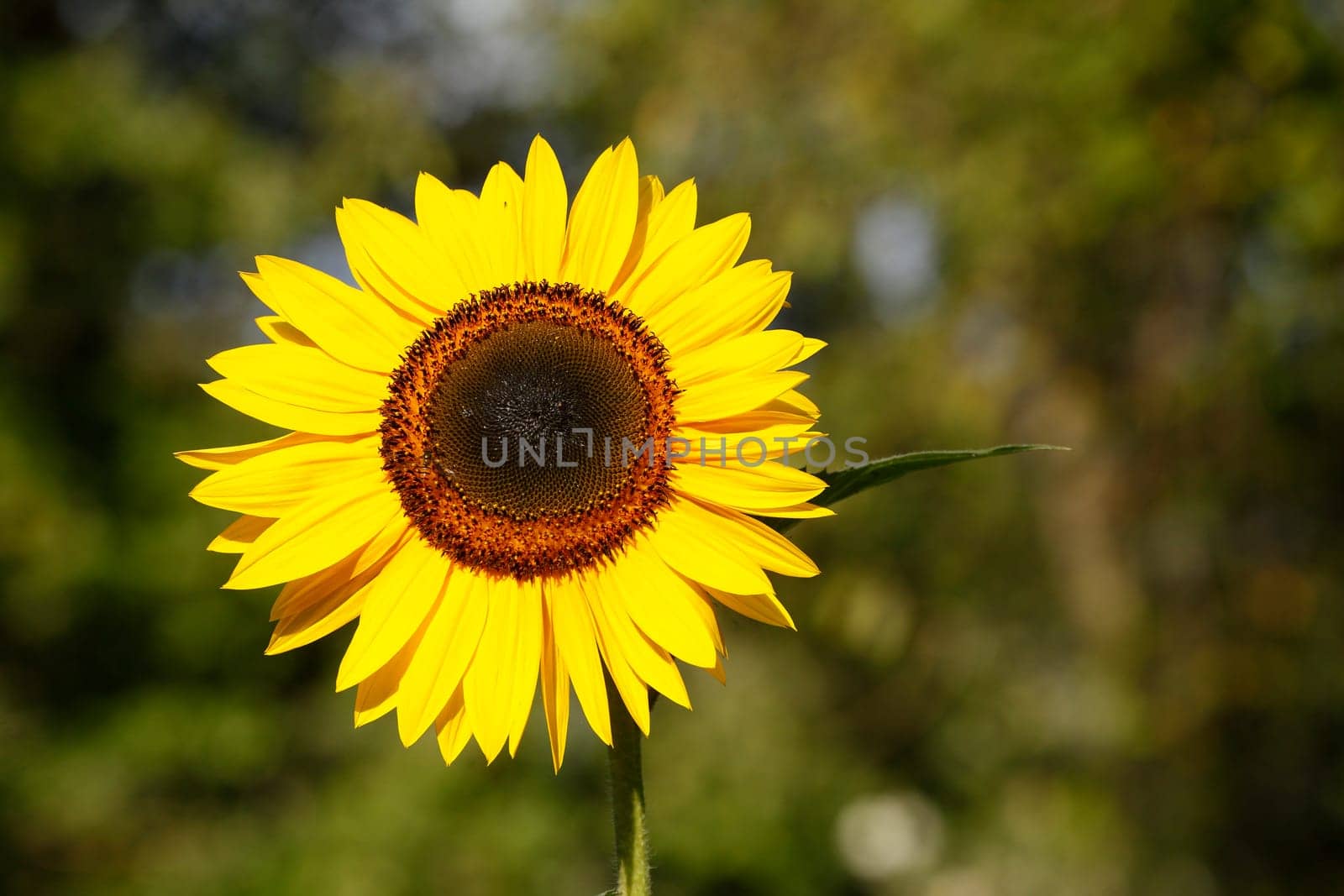 Sunflower, Flower, Blossom, Germany, Europe