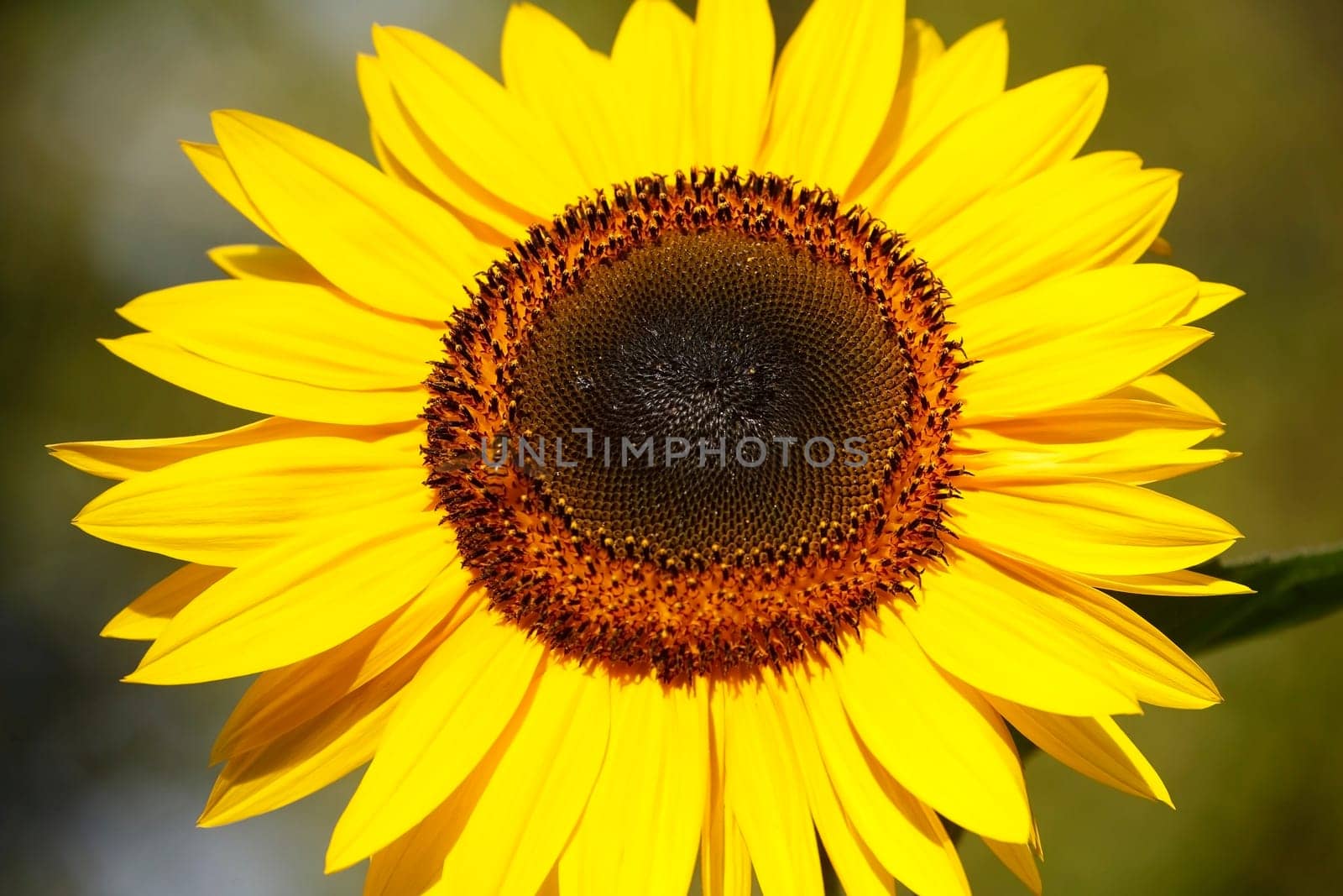 Sunflower, Flower, Blossom, Germany, Europe