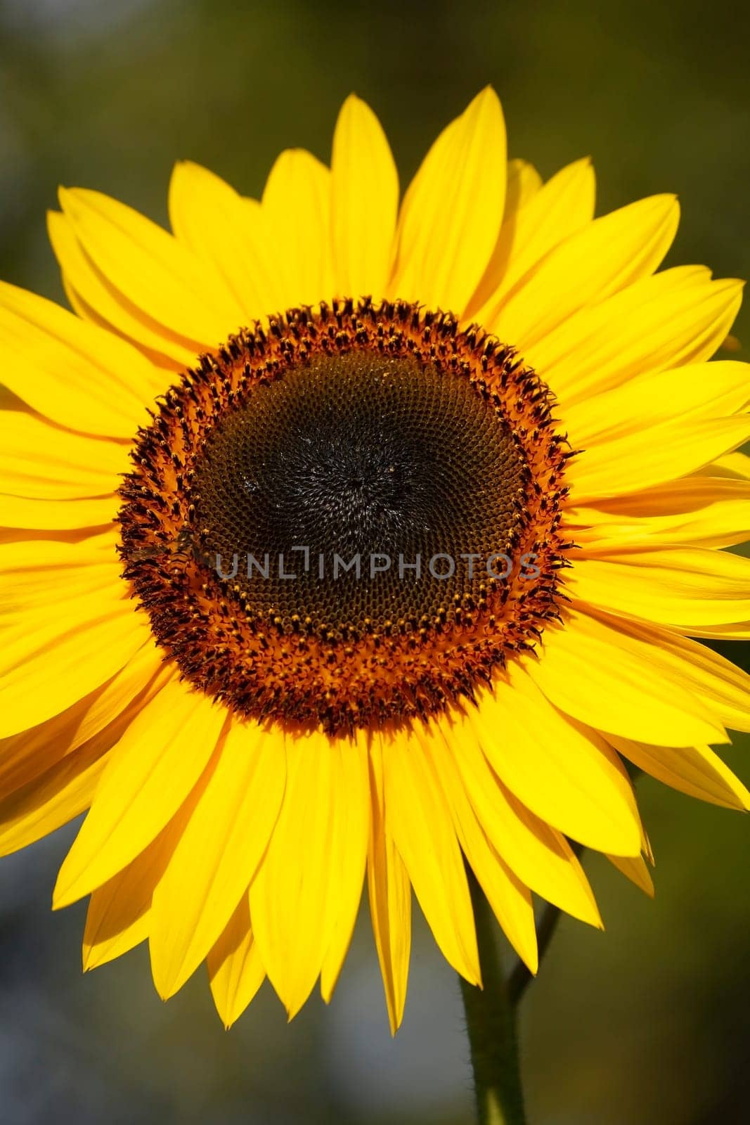 Sunflower, Flower, Blossom, Germany, Europe