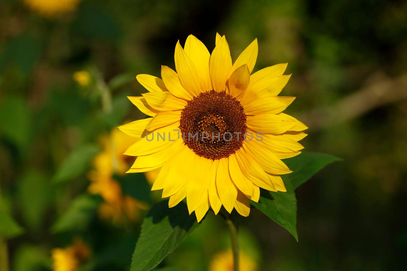 Sunflower, Flower, Blossom, Germany, Europe