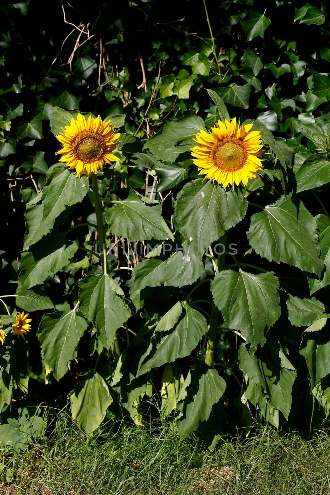 Sunflower, Flower, Blossom, Germany, Europe