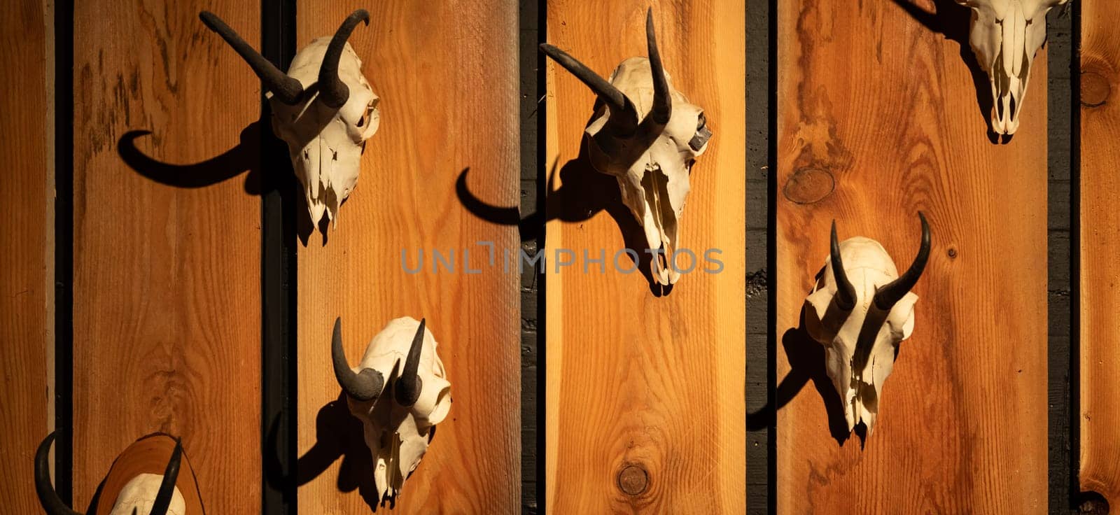 Animal skulls background. Animal bone and head, scary skeletons, hunting trophy
