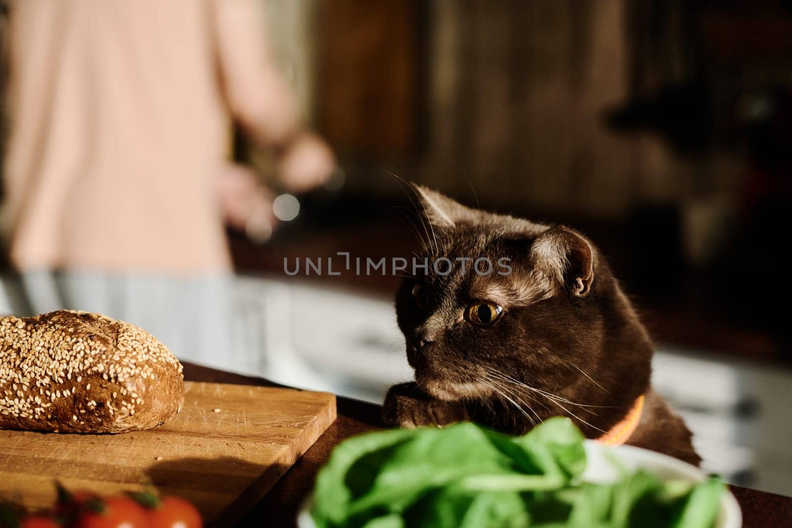 Cute purebred cat standing by kitchen table and looking at fresh homemade bread on wooden board in front of camera