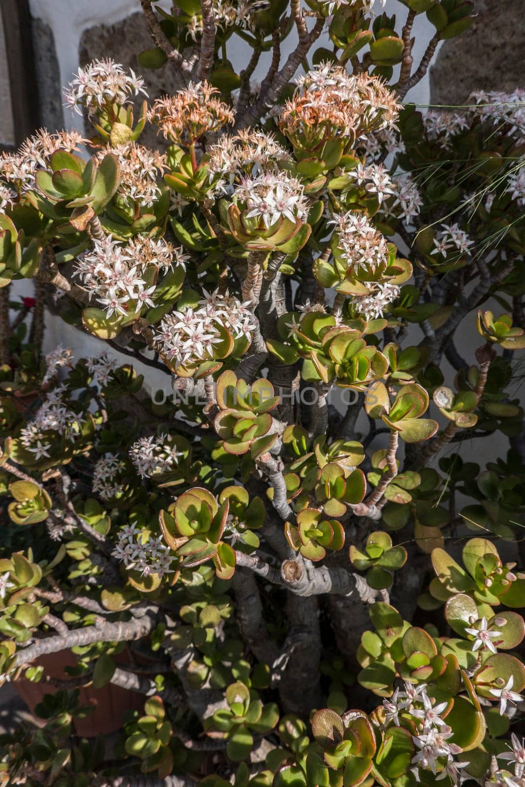 blühender Geldbaum (Crassula ovata), auch Pfennigbaum im Blumentopf, Fataga, Gran Canaria, Spanien