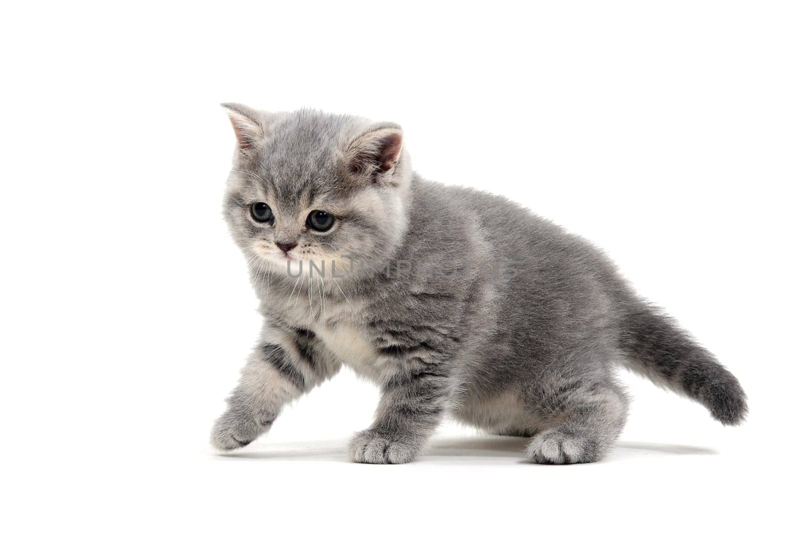 Fluffy purebred gray kitten on a white isolated background. High quality photo