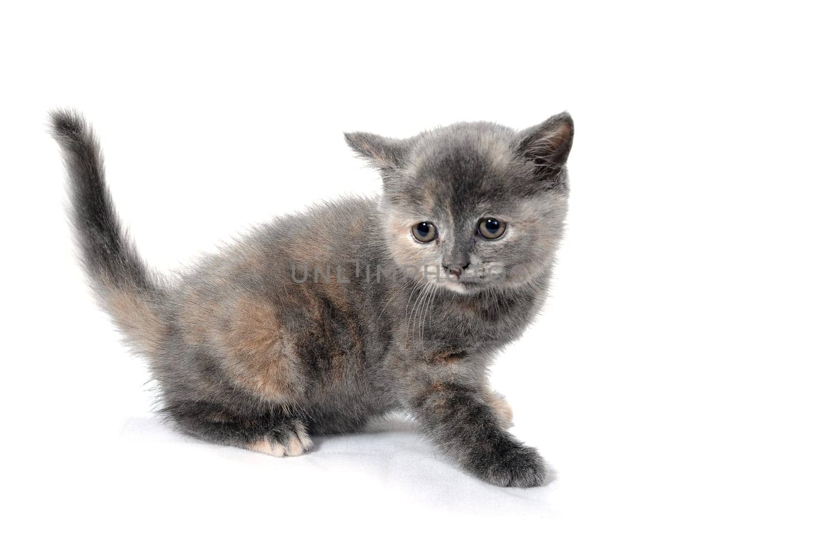 Fluffy purebred gray kitten on a white isolated background. High quality photo