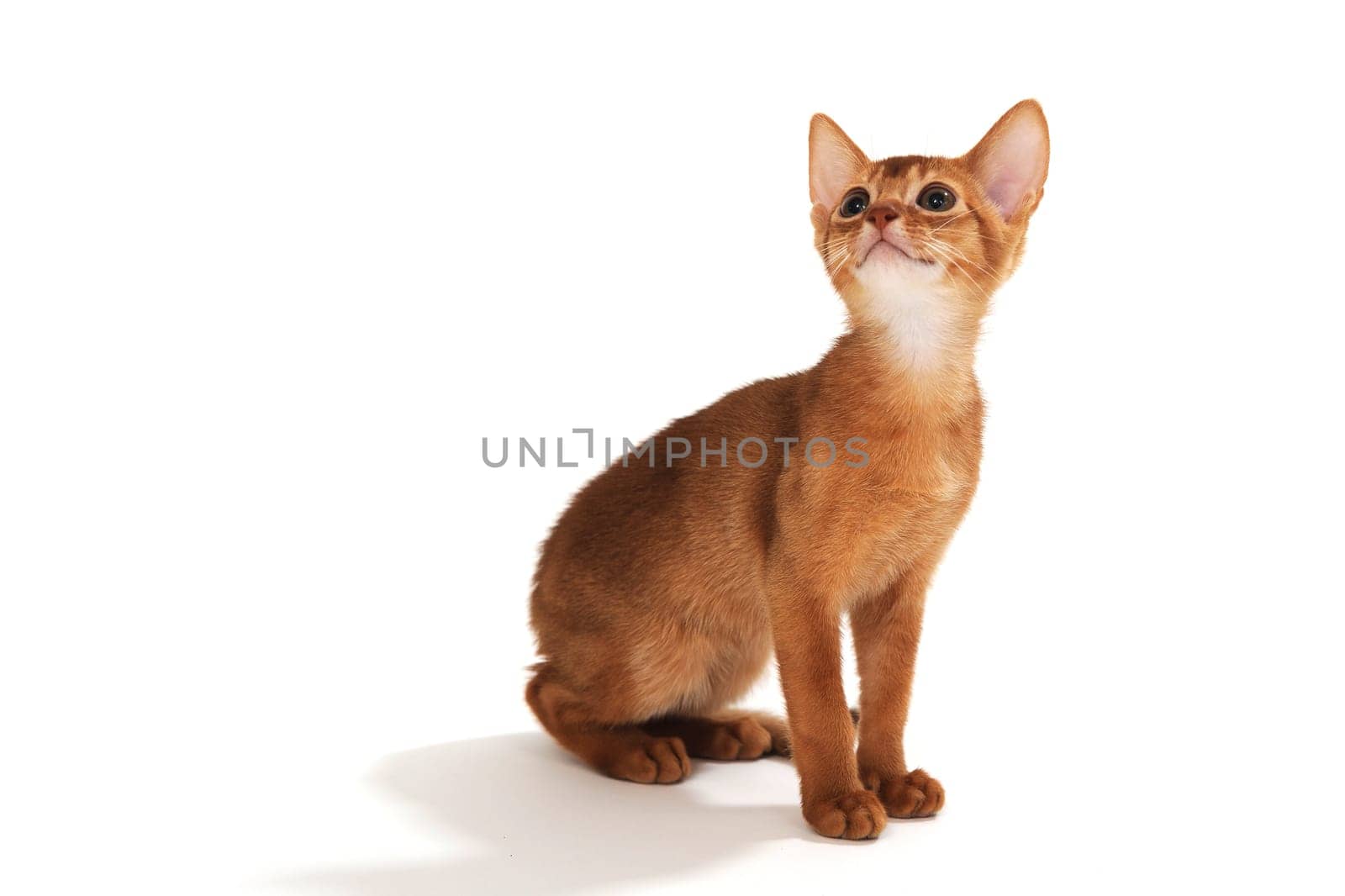Abyssinian red kitten on a white isolated background. High quality photo
