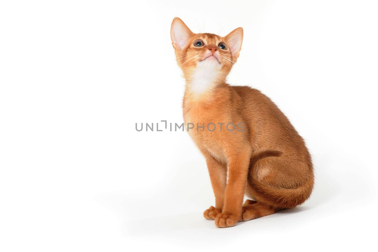 ginger purebred kitten sits on an isolated white background. High quality photo