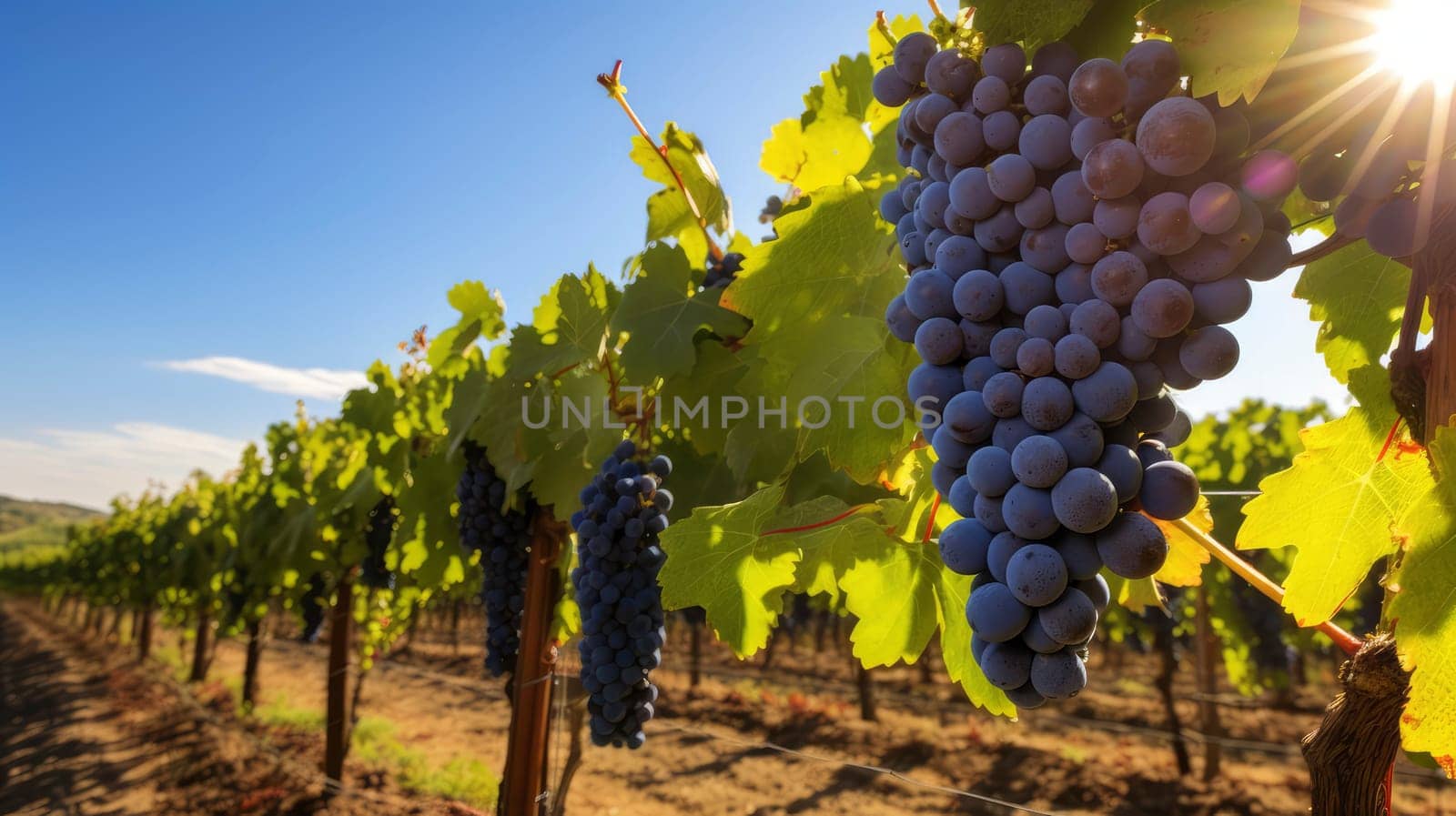 Ripe Vineyard Grapes in Sunlight. High quality photo