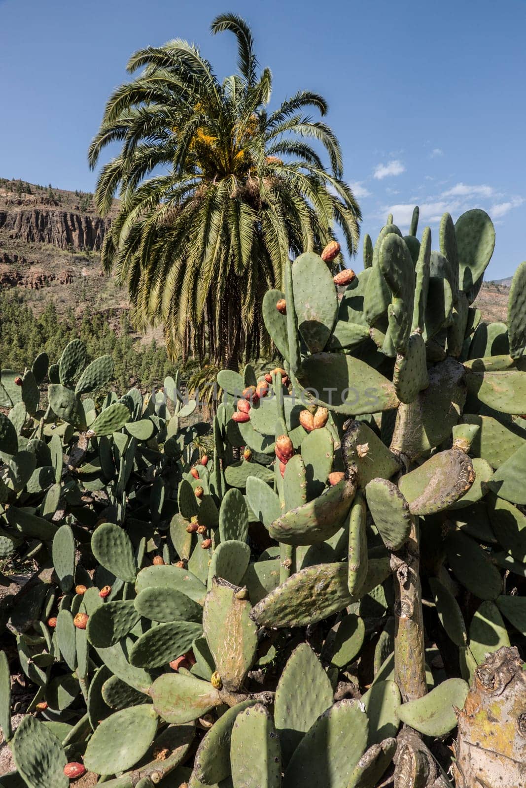 Feigenkaktus (Opuntia ficus-indica) mit Früchten, Fataga, Gran Canaria, Spanien